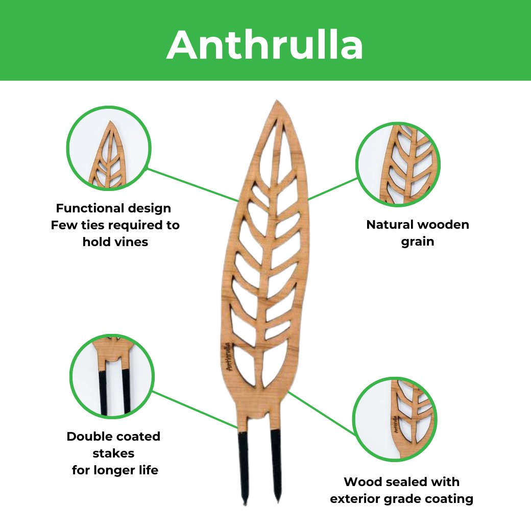 Anthrulla - Anthurium Inspired Plant Trellis - Ed's Plant Shop