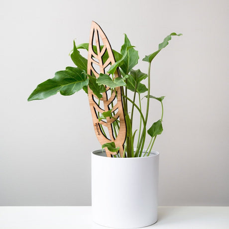 Anthrulla - Anthurium Inspired Plant Trellis - Ed's Plant Shop