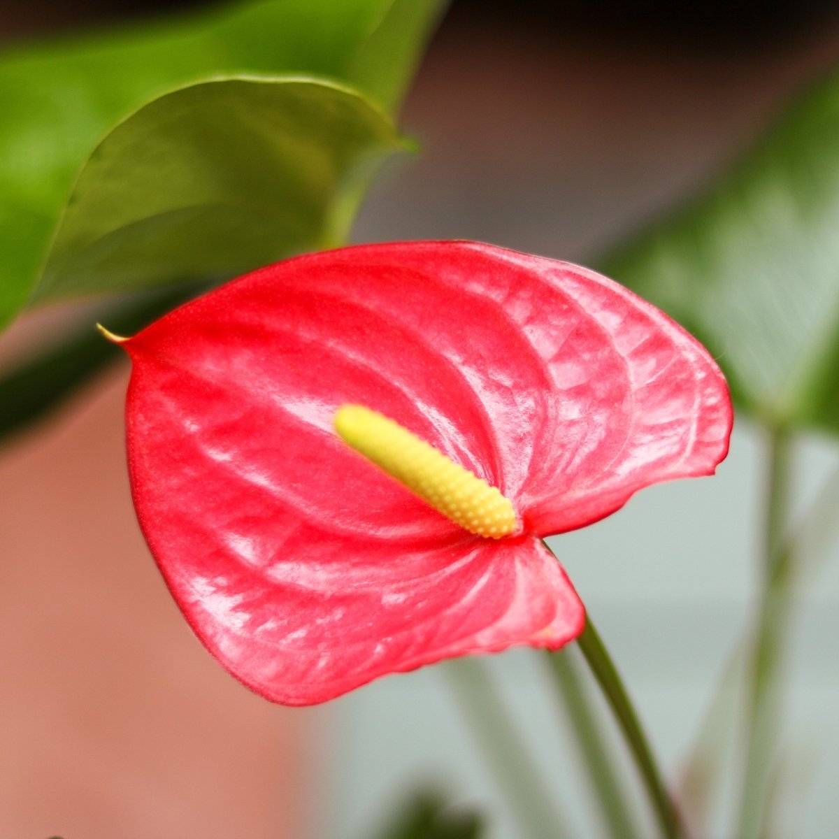 Anthrium (Flamingo Lily)