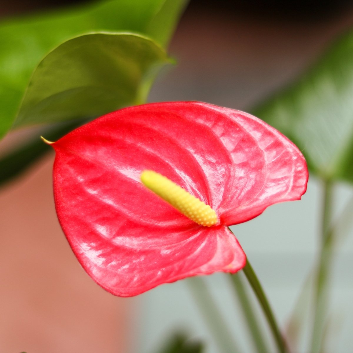 Anthurium Andraeanum 'Flamingo Flower' - Various Sizes - Ed's Plant Shop