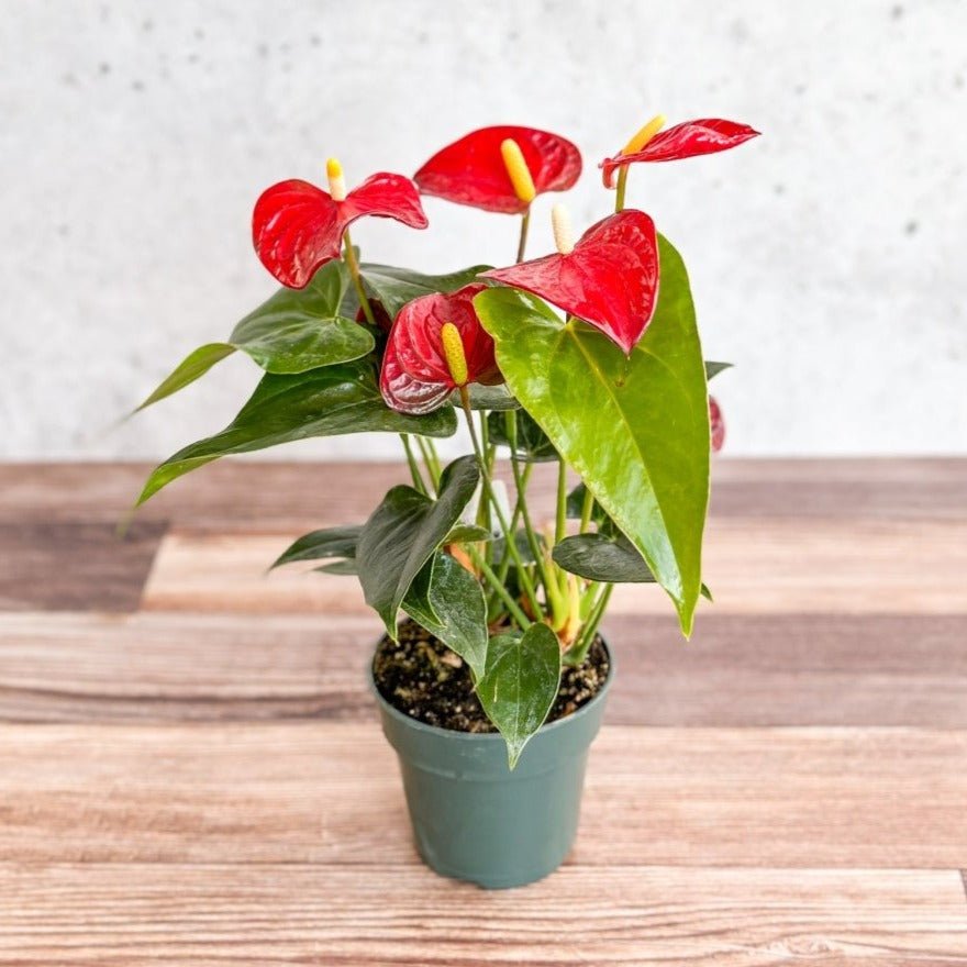 non flowering anthurium Anthrium (Flamingo Lily)