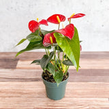 Anthurium Andraeanum 'Flamingo Flower' - Various Sizes - Ed's Plant Shop