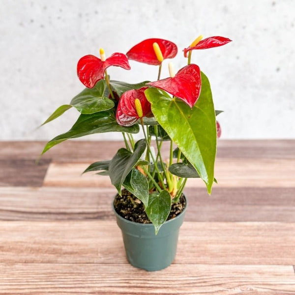 Anthurium Andraeanum 'Flamingo Flower' 