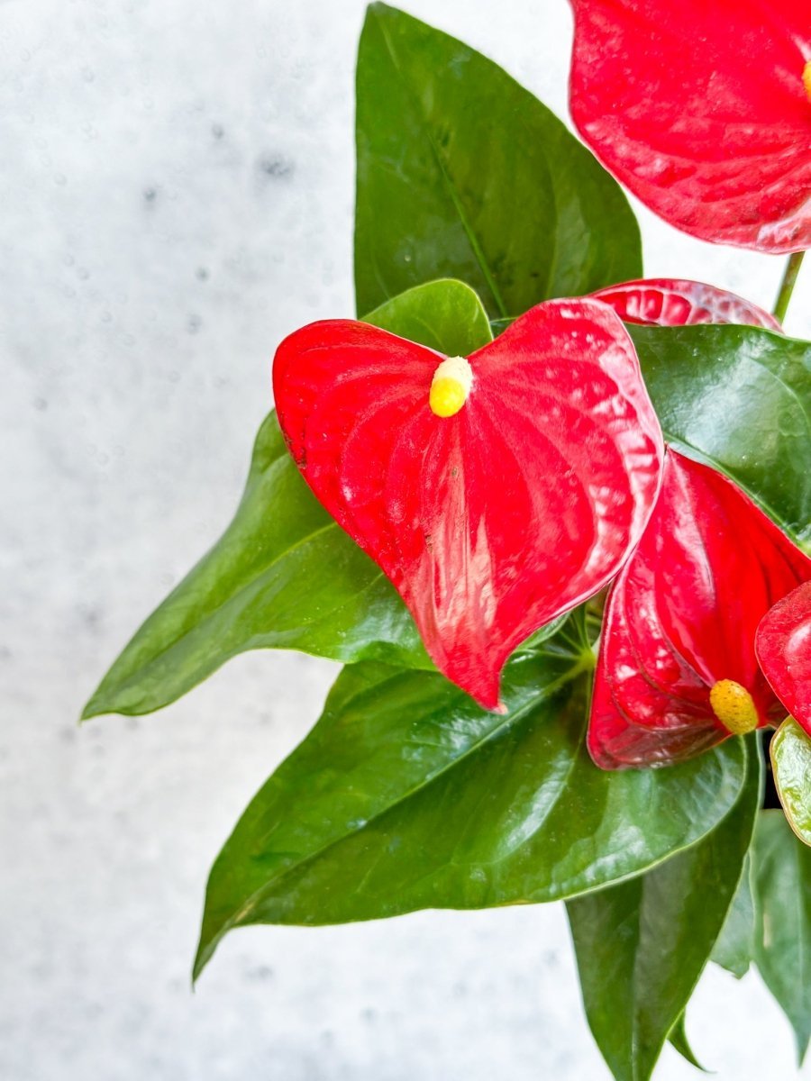 anthurium red flamingo plant Anthrium (Flamingo Lily)