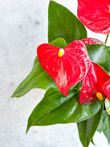 Anthurium Andraeanum 'Flamingo Flower' - Various Sizes - Ed's Plant Shop