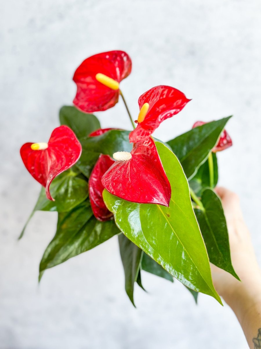 Anthurium Andraeanum 'Flamingo Flower' - Various Sizes - Ed's Plant Shop