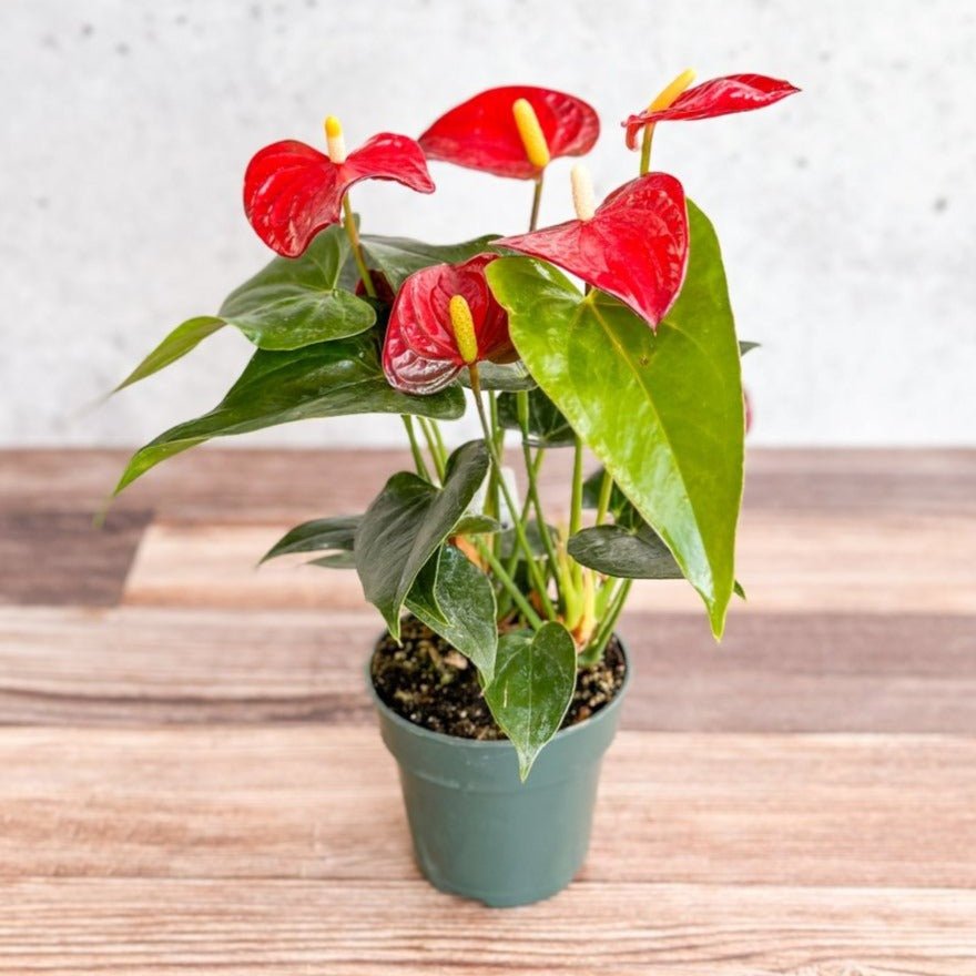 anthurium flower meaning in hindi Anthurium Andraeanum 'Flamingo Flower'