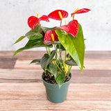 Anthurium Andraeanum 'Flamingo Flower' - Various Sizes - Ed's Plant Shop