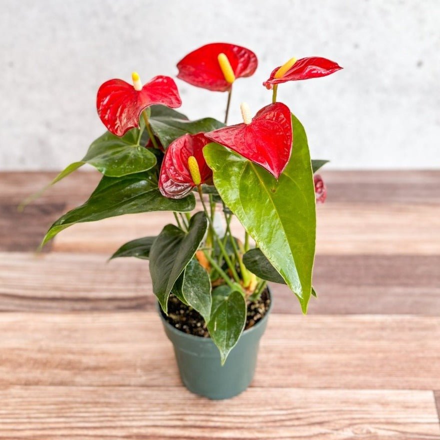 Ed's Plant Shop Anthurium Andraeanum - Thumbnail 5