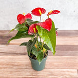 Anthurium Andraeanum 'Flamingo Flower' - Various Sizes - Ed's Plant Shop