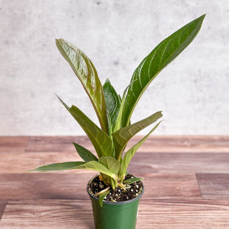 Anthurium Bonplandii Ssp. Guayanum 'Cobra" - Ed's Plant Shop