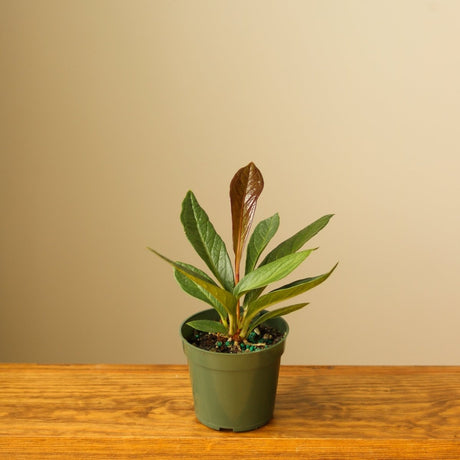 Anthurium Bonplandii Ssp. Guayanum 'Cobra" - Ed's Plant Shop