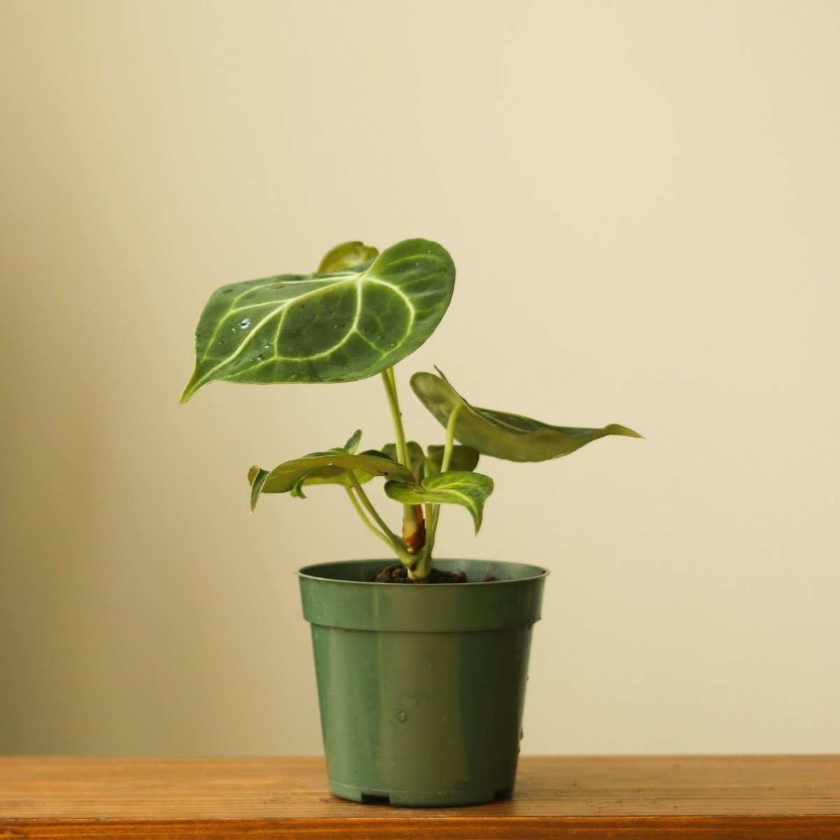 Anthurium clarinervium - Velvet Cardboard Anthurium - 4.5 Inch - Ed's Plant Shop