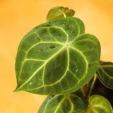 Anthurium clarinervium - Velvet Cardboard Anthurium - 4.5 Inch - Ed's Plant Shop