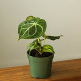anthurium clarinervium for sale usa Anthurium clarinervium - Velvet Cardboard Anthurium