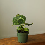 Anthurium clarinervium - Velvet Cardboard Anthurium - 4.5 Inch - Ed's Plant Shop