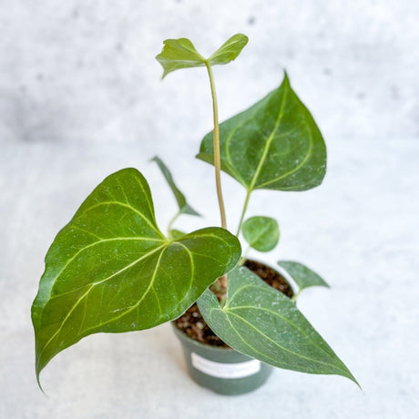 Anthurium clarinervium x pedatoradiatum - Velvet Cardboard Anthurium - Ed's Plant Shop