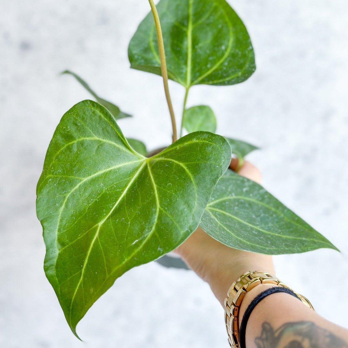 Anthurium clarinervium x pedatoradiatum - Velvet Cardboard Anthurium - Ed's Plant Shop