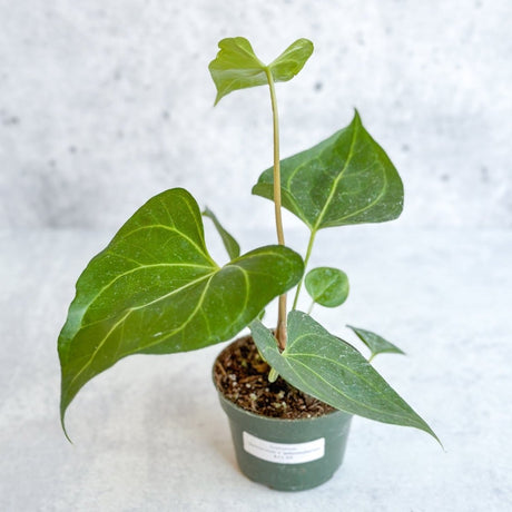 Anthurium clarinervium x pedatoradiatum - Velvet Cardboard Anthurium - 4.5 Inch - Ed's Plant Shop