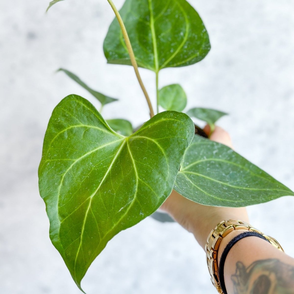 Anthurium clarinervium x pedatoradiatum - Velvet Cardboard Anthurium - Ed's Plant Shop