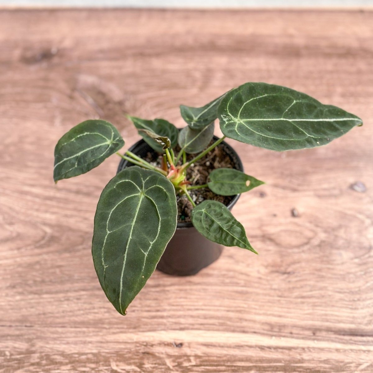 anthurium forgetii hybrid Anthurium forgetii