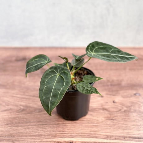 Anthurium forgetii - Teardrop Plant - Ed's Plant Shop