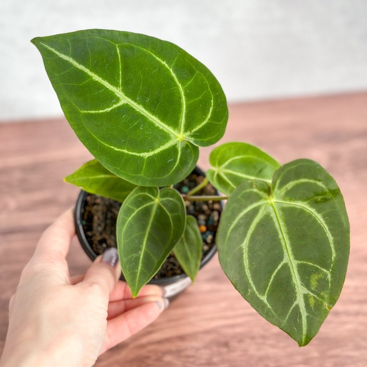 Anthurium Magnificum - Magnificent Anthurium - 4 Inch - Ed's Plant Shop