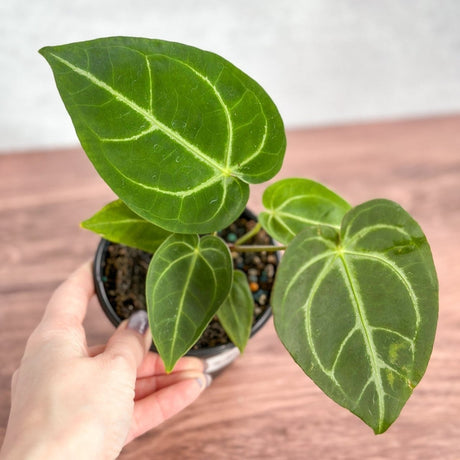 Anthurium Magnificum - Magnificent Anthurium - 4 Inch - Ed's Plant Shop