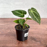 anthurium magnificent Anthurium Magnificum - Magnificent Anthurium