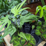 anthurium pedato radiatum fingers Anthurium pedatoradiatum - Fingers Anthurium