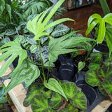 Anthurium pedatoradiatum - Fingers Anthurium - 4 Inch - Ed's Plant Shop