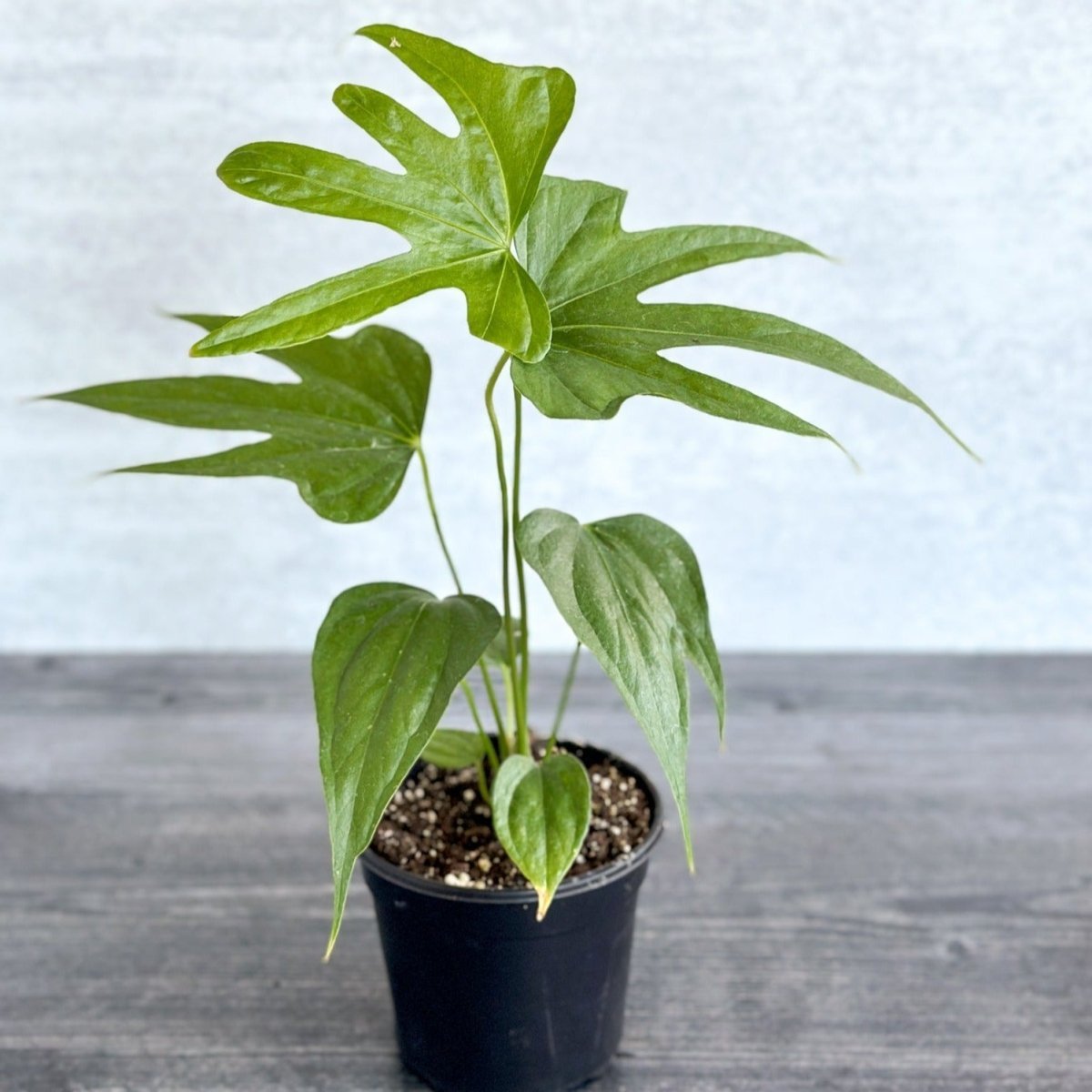 Anthurium pedatoradiatum - Fingers Anthurium - 4 Inch – Ed's Plant