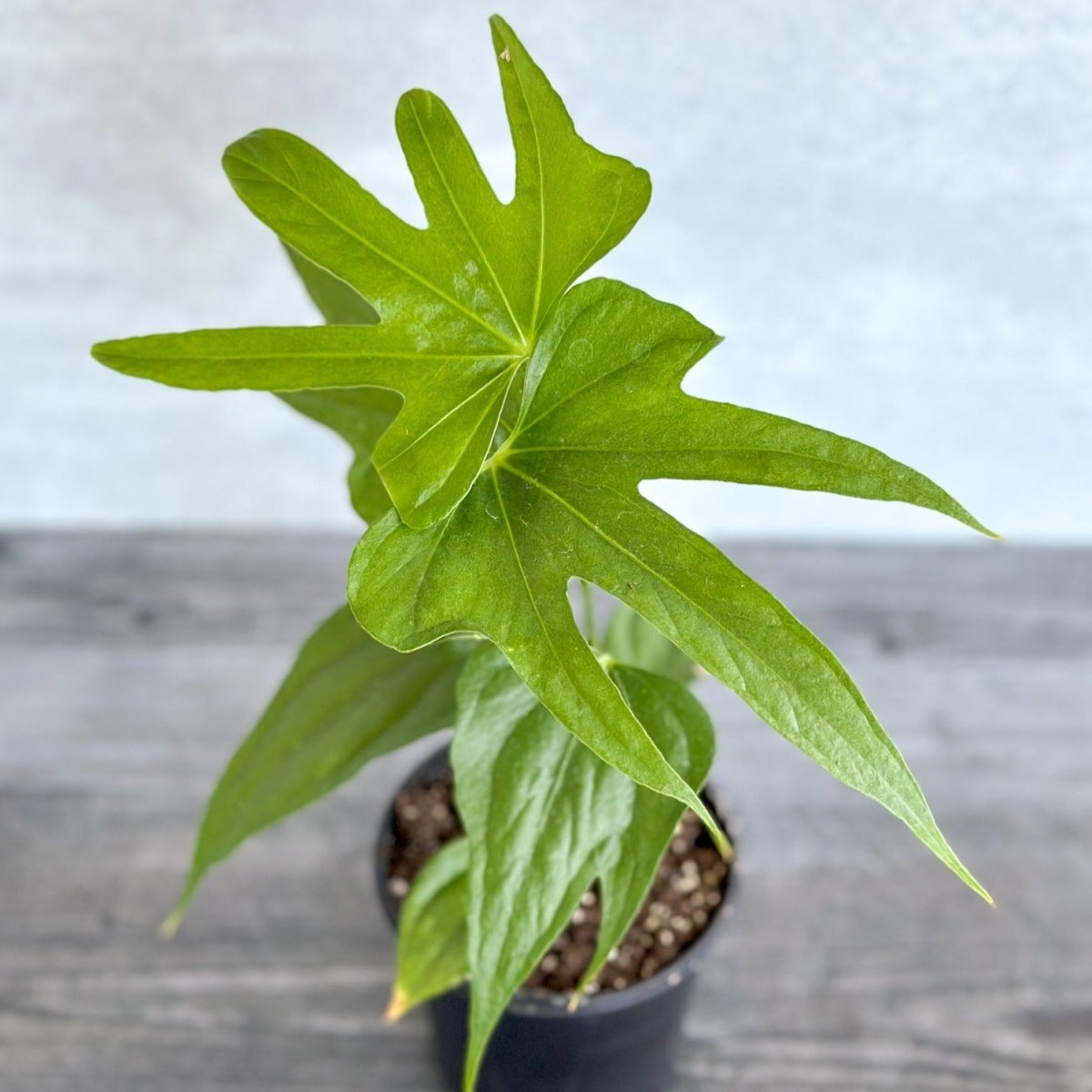 Anthurium pedatoradiatum - Fingers Anthurium - 4 Inch - Ed's Plant Shop