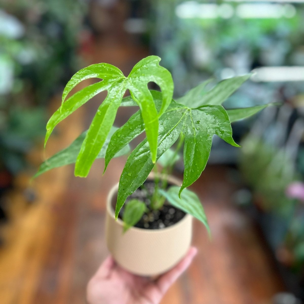 Anthurium pedatoradiatum - Fingers Anthurium - 4 Inch - Ed's Plant Shop