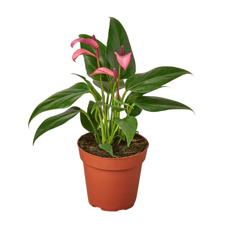 Anthurium Purple – 4" Live Plant | Vibrant Indoor Blooms - Ed's Plant Shop
