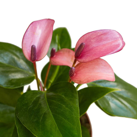 Anthurium Purple – 4" Live Plant | Vibrant Indoor Blooms - Ed's Plant Shop