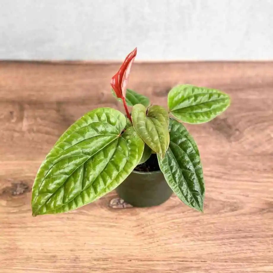 anthurium radicans care Anthurium clarinervium