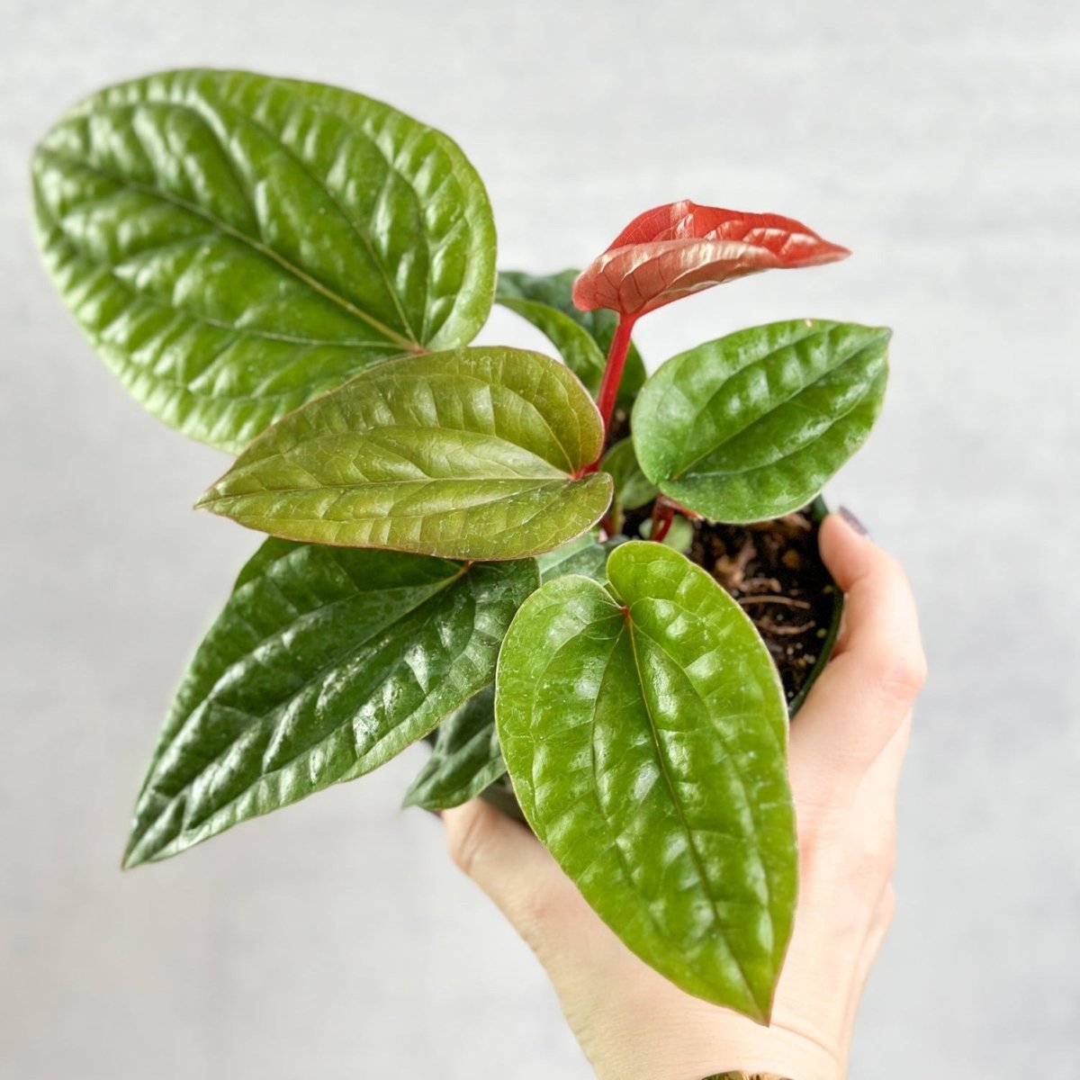 Anthurium clarinervium - Clarinervium – Ed's Plant Shop