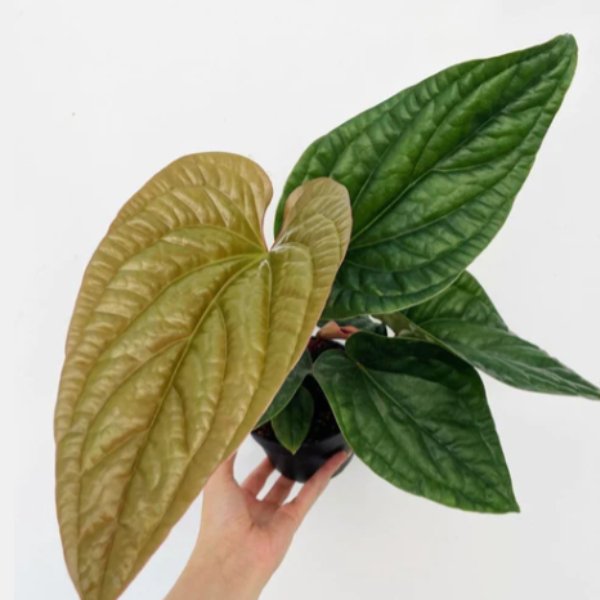 hearts desire anthurium Anthurium clarinervium