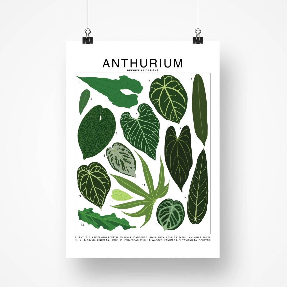 anthurium art Anthurium Species ID Chart