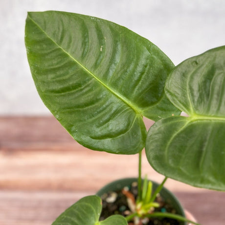 Anthurium veitchii - King Anthurium - Ed's Plant Shop