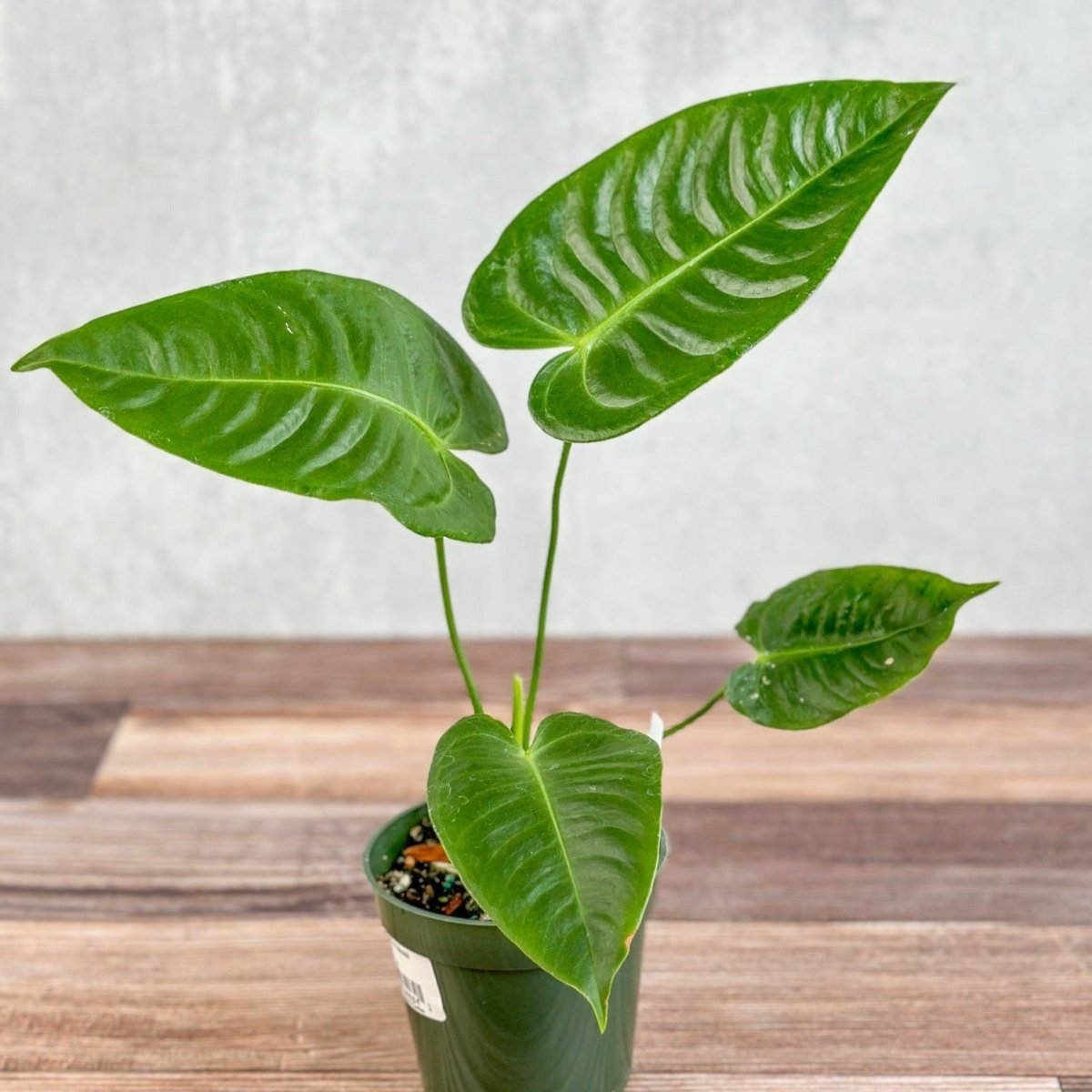 Anthurium veitchii - King Anthurium – Ed's Plant Shop