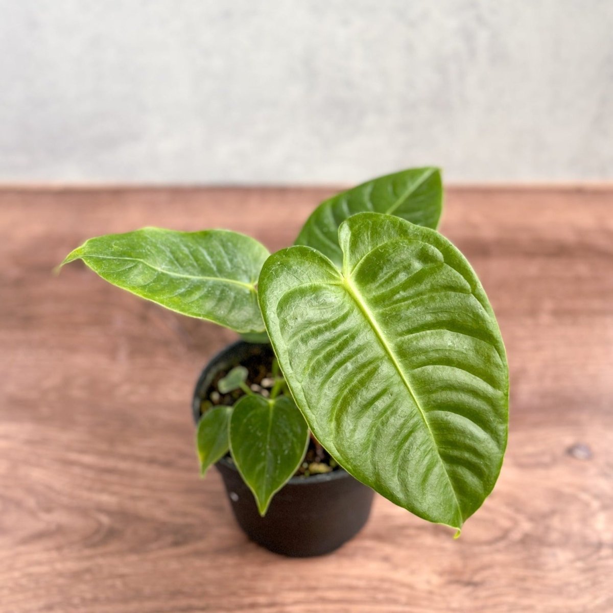 anthurium green king Anthurium veitchii