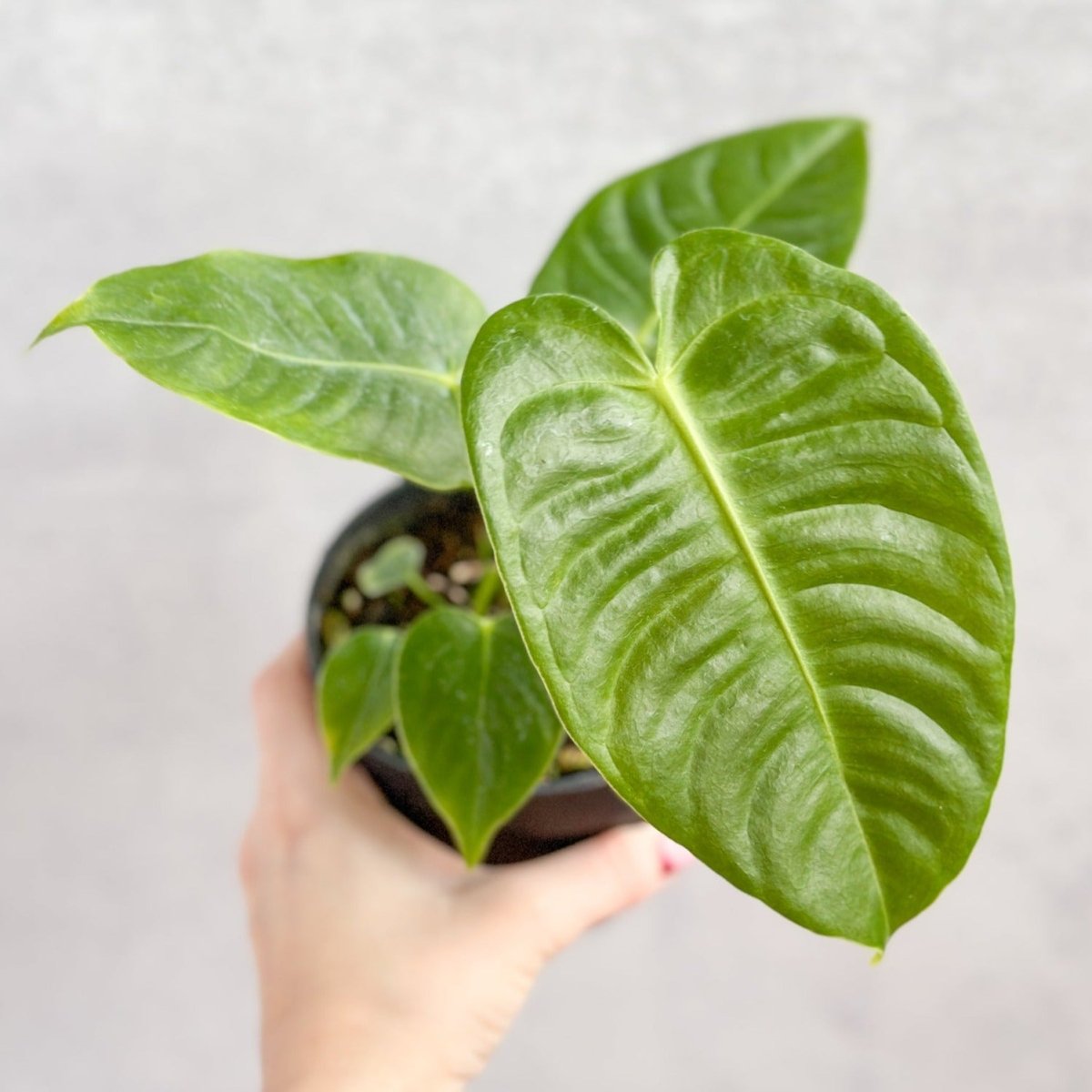 Anthurium veitchii - King Anthurium – Ed's Plant Shop
