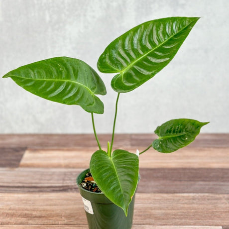 Anthurium veitchii - King Anthurium - Ed's Plant Shop