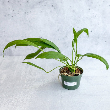 Anthurium vittariifolium - Strap Leaf Anthurium - Ed's Plant Shop