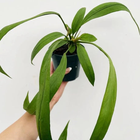 Anthurium vittariifolium - Strap Leaf Anthurium - Ed's Plant Shop