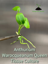 Anthurium Warocqueanum Queen Plantlet - Ed's Plant Shop