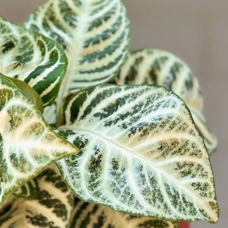 Close-up of a variegated houseplant with broad leaves showing white and green marbled patterns, photographed against a soft neutral background.
