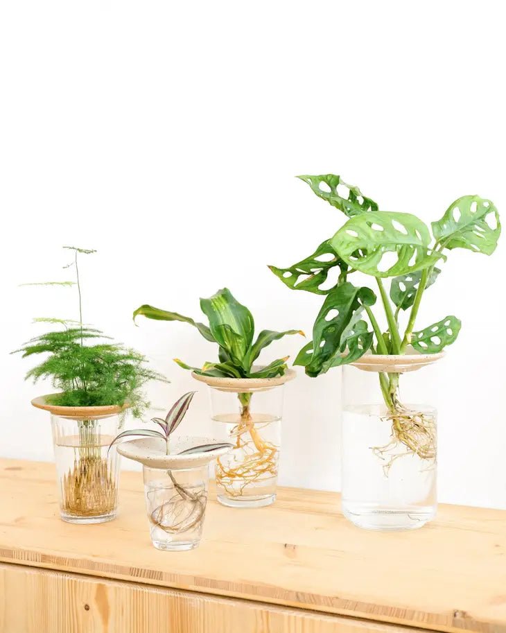 plates for indoor plants Aquaculture & Germination Plate